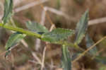 Southern lobelia